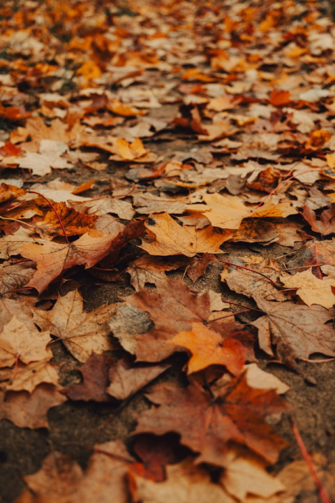 kate laine Hu87p6da4wI unsplash